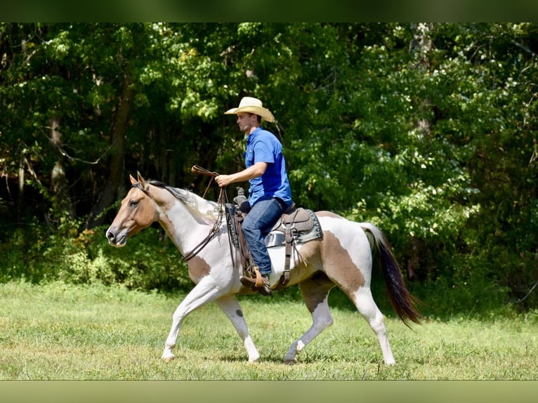 Paint Horse Gelding 6 years 15,1 hh Dun in Somerset