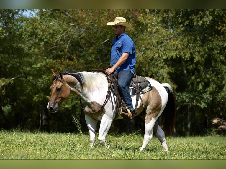 Paint Horse Gelding 6 years 15,1 hh Dun in Somerset