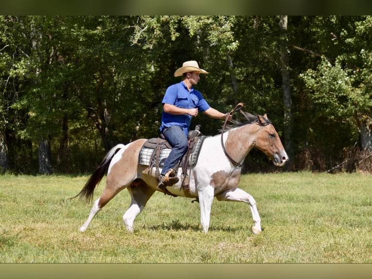 Paint Horse Gelding 6 years 15,1 hh Dun in Somerset