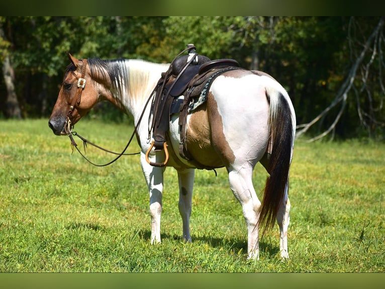 Paint Horse Gelding 6 years 15,1 hh Dun in Somerset