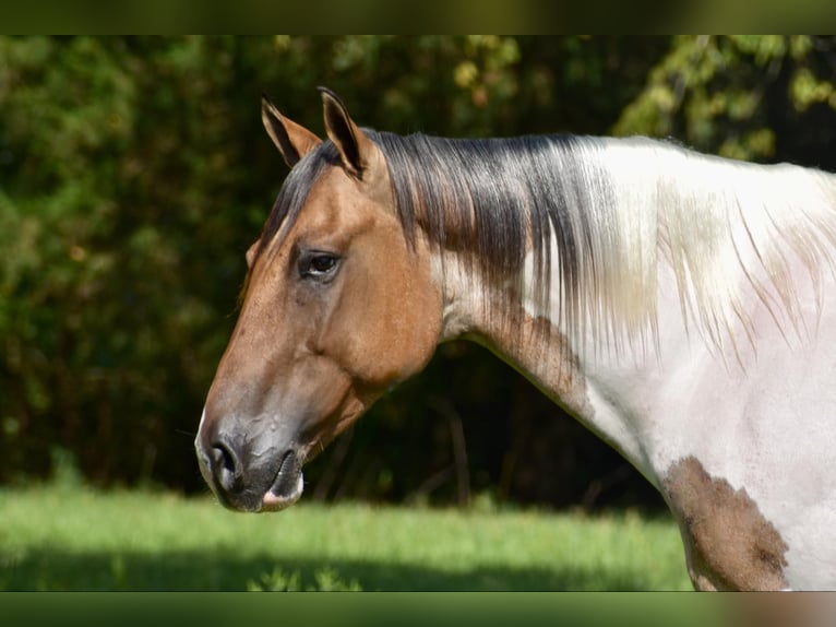 Paint Horse Gelding 6 years 15,1 hh Dun in Somerset