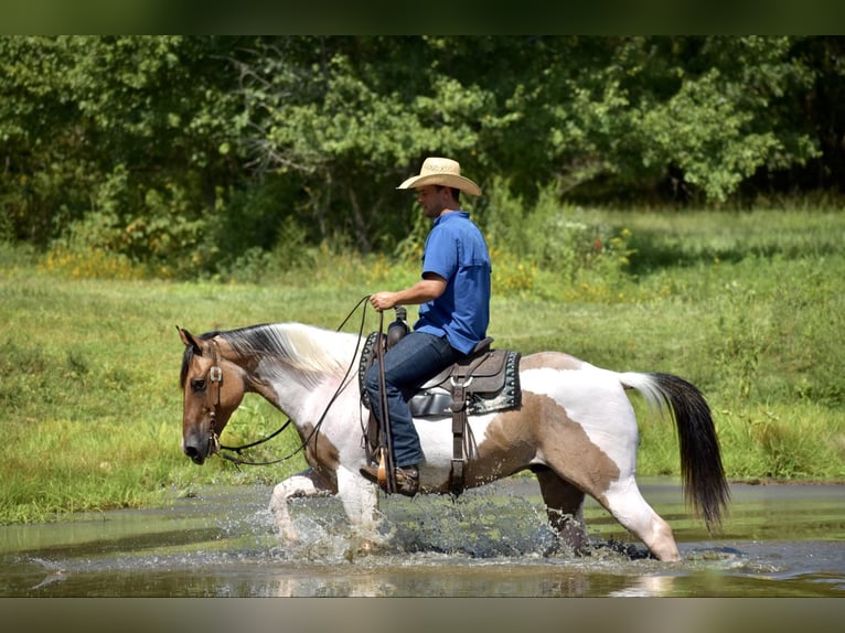 Paint Horse Gelding 6 years 15,1 hh Dun in Somerset