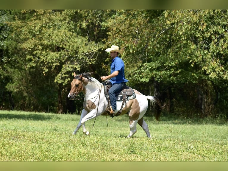 Paint Horse Gelding 6 years 15,1 hh Dun in Somerset