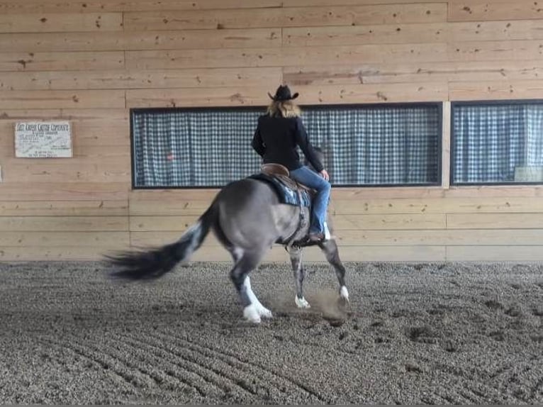 Paint Horse Gelding 6 years 15,1 hh Grullo in Brodhead KY