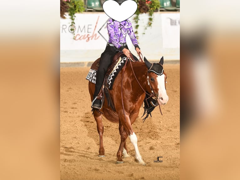 Paint Horse Gelding 6 years 15,1 hh Overo-all-colors in Kupferzell