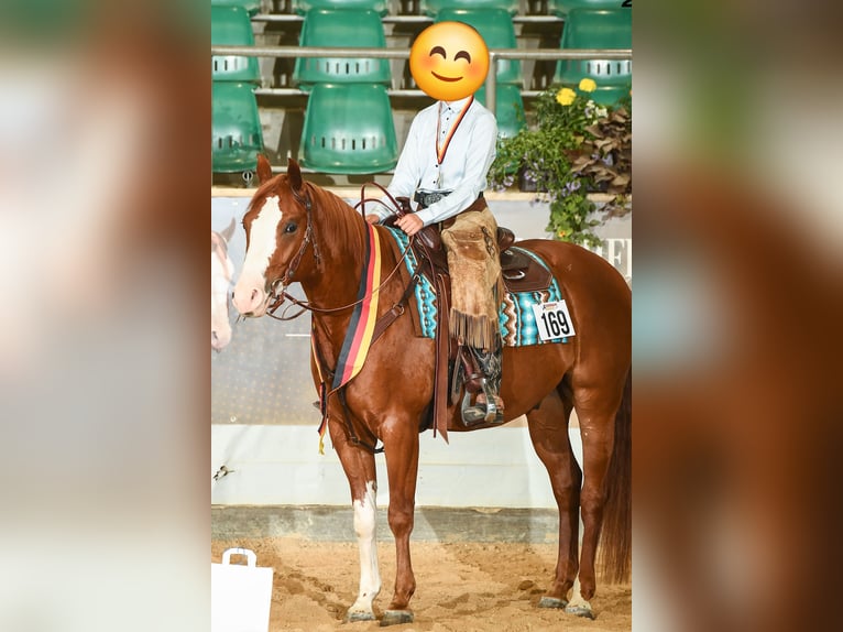 Paint Horse Gelding 6 years 15,1 hh Overo-all-colors in Kupferzell