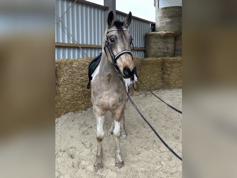 Paint Horse Gelding 6 years 15,1 hh Pinto in Wittlich