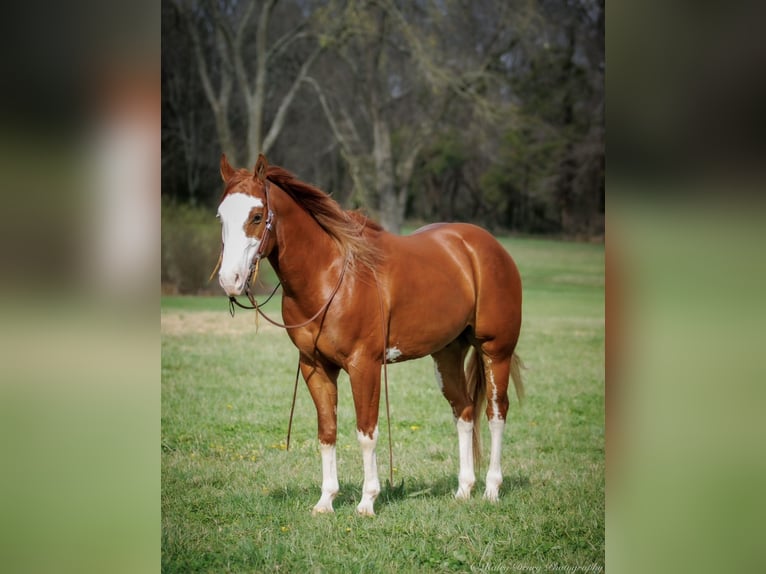 Paint Horse Gelding 6 years 15,1 hh Sorrel in Auburn