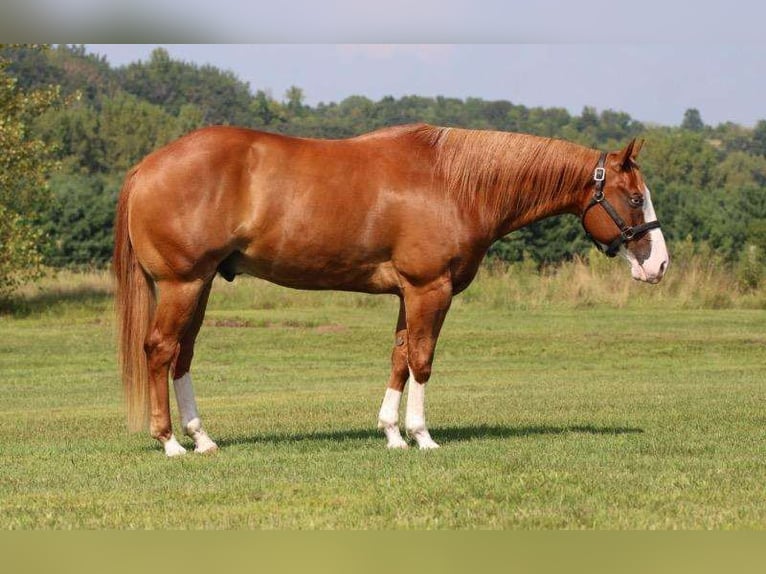 Paint Horse Gelding 6 years 15,1 hh Sorrel in Weatherford, TX