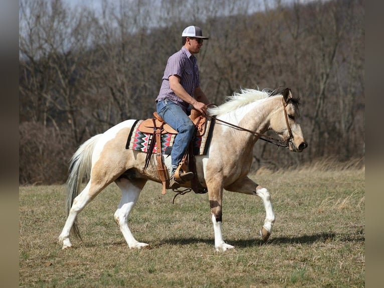 Paint Horse Gelding 6 years 15,1 hh Tobiano-all-colors in Brodhead KY