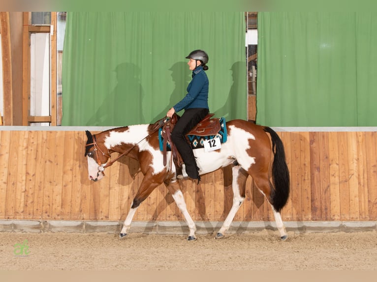 Paint Horse Gelding 6 years 15,2 hh Pinto in Sontra