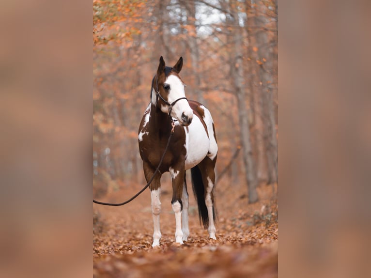 Paint Horse Gelding 6 years 15,2 hh Pinto in Sontra