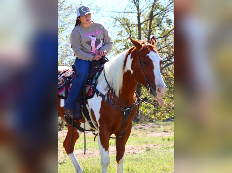 Paint Horse Gelding 6 years 15,3 hh Pinto in Madill