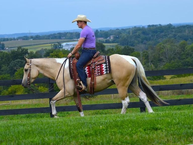 Paint Horse Gelding 6 years 15 hh Buckskin in Fredericksburg, OH