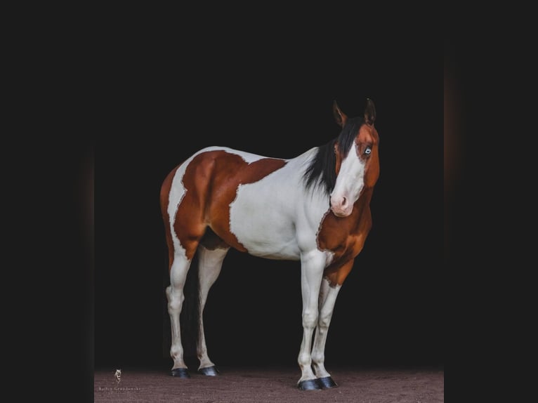 Paint Horse Gelding 6 years 15 hh Chestnut in Dallas PA
