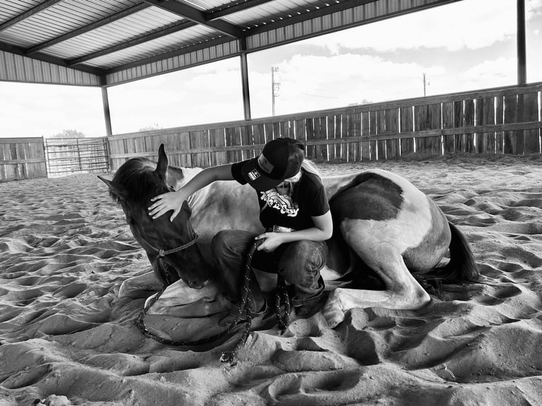 Paint Horse Gelding 6 years 15 hh Grullo in Ravenna, TX