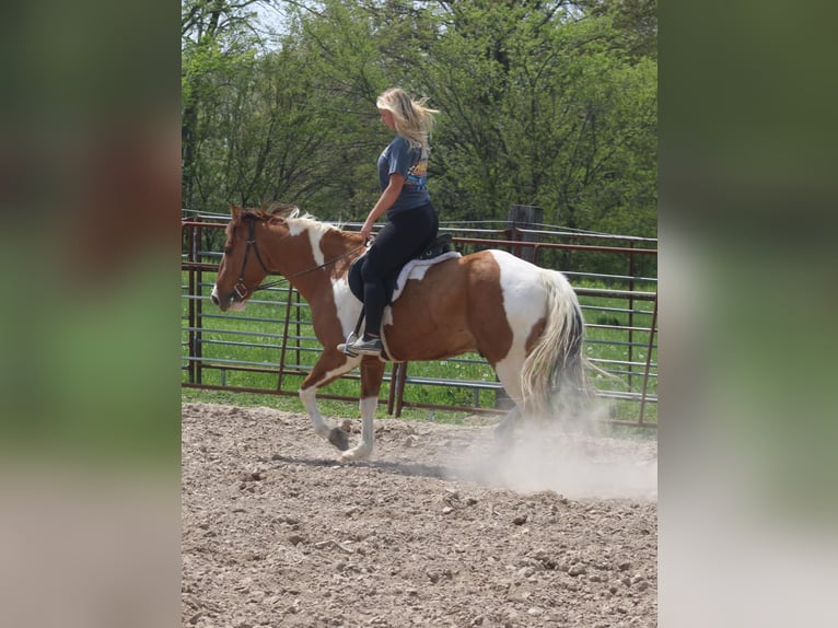 Paint Horse Gelding 6 years 15 hh Pinto in Charleston