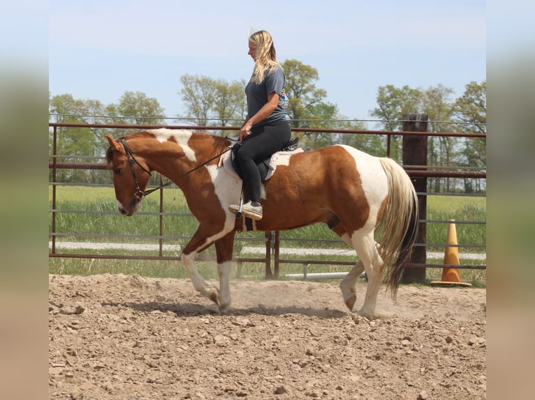 Paint Horse Gelding 6 years 15 hh Pinto in Charleston