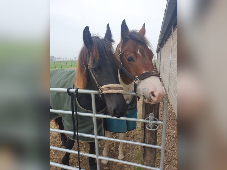 Paint Horse Gelding 6 years 15 hh Pinto in Oosterzee