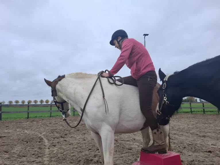 Paint Horse Gelding 6 years 15 hh Pinto in Oosterzee