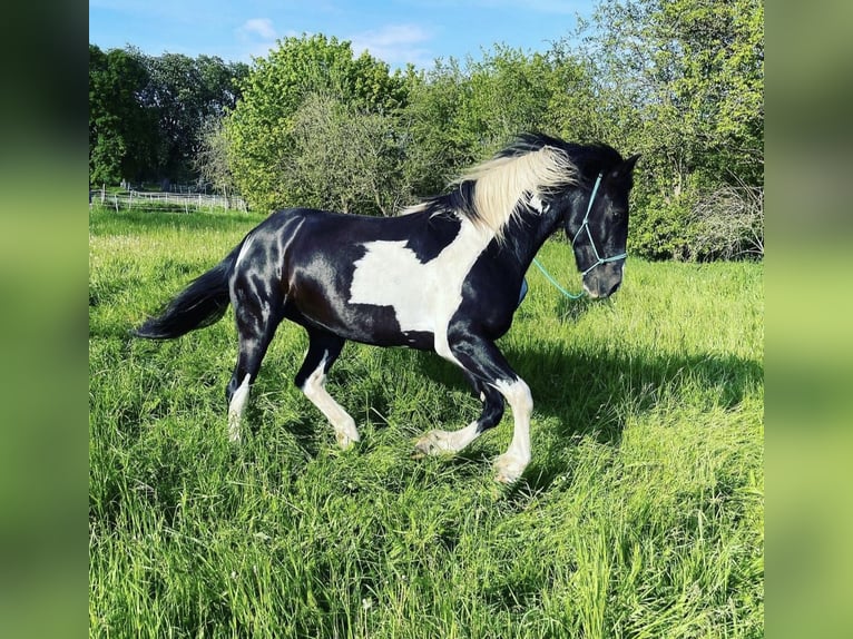 Paint Horse Mix Gelding 6 years 15 hh Tobiano-all-colors in Horsmar