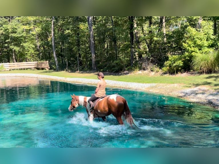 Paint Horse Gelding 6 years 15 hh Tobiano-all-colors in New Holland, PA