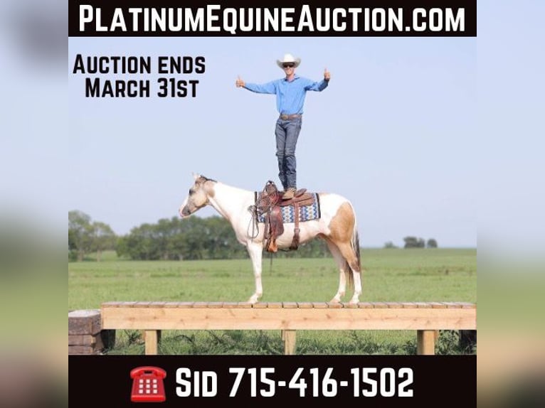 Paint Horse Gelding 6 years 15 hh Tobiano-all-colors in Adair OK