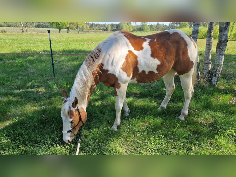 Paint Horse Gelding 6 years 15 hh Tovero-all-colors in Celle