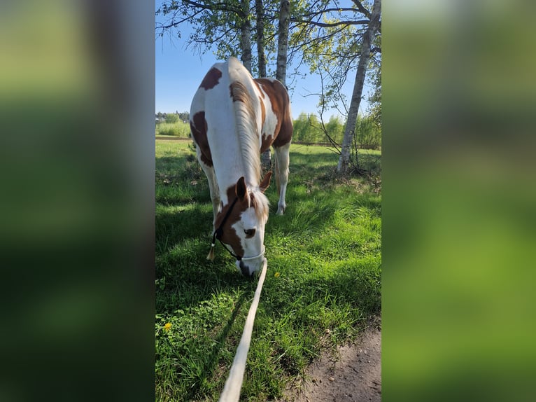 Paint Horse Gelding 6 years 15 hh Tovero-all-colors in Celle