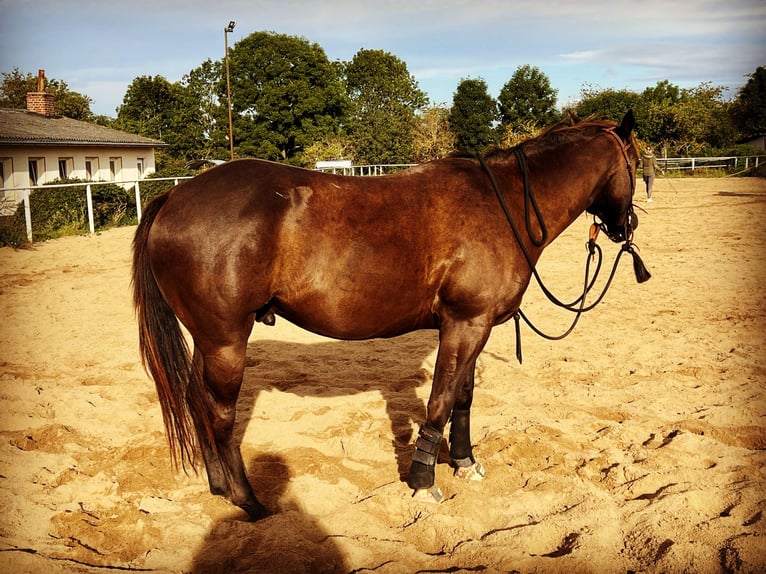 Paint Horse Gelding 6 years 15,1 hh Smoky-Black in Leipzig