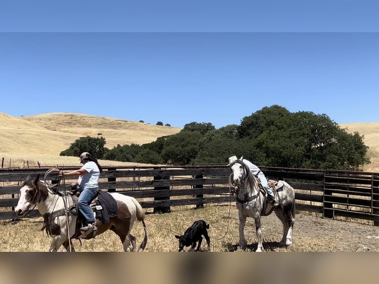 Paint Horse Gelding 6 years 15,2 hh Grey in Paicines CA