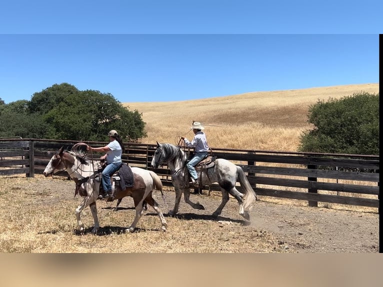 Paint Horse Gelding 6 years 15,2 hh Grey in Paicines CA