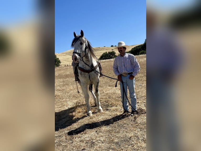Paint Horse Gelding 6 years 15,2 hh Grey in Paicines CA