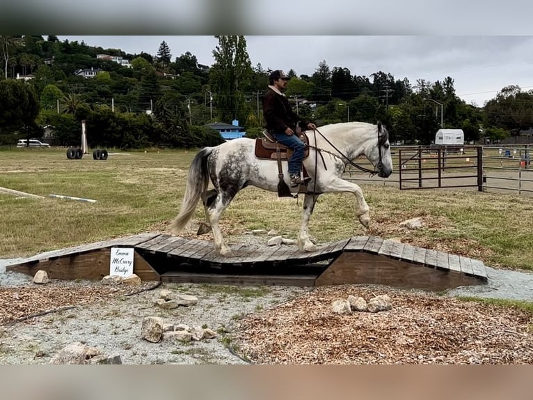 Paint Horse Gelding 6 years 15,2 hh Grey in Paicines CA