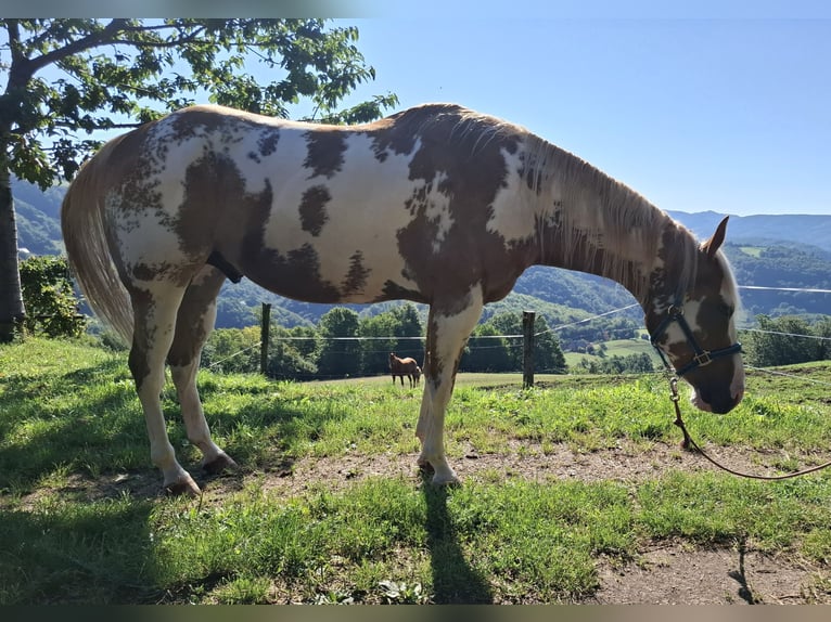 Paint Horse Gelding 6 years 15,2 hh in Koprivnica