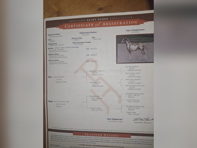 Paint Horse Gelding 6 years 15,2 hh in Koprivnica