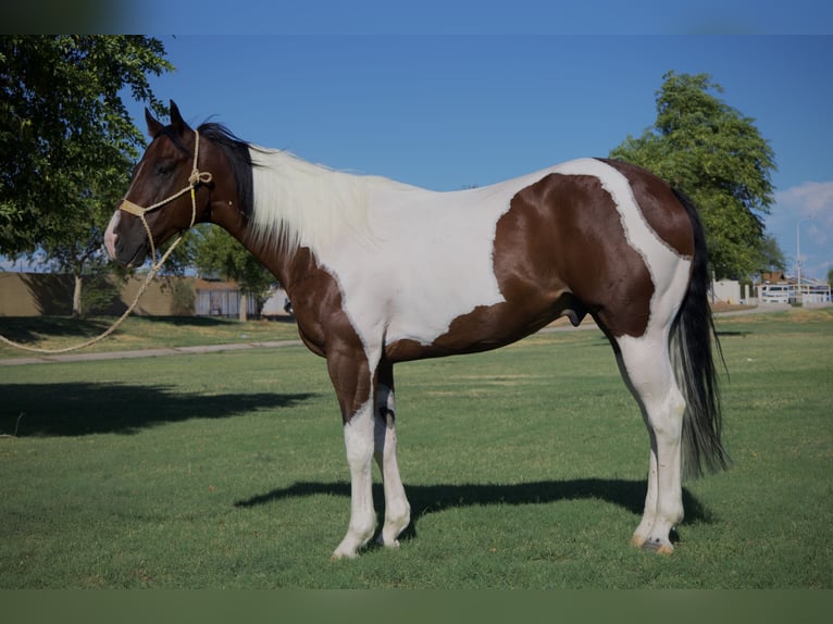 Paint Horse Gelding 6 years 15,3 hh Pinto in Tonopah