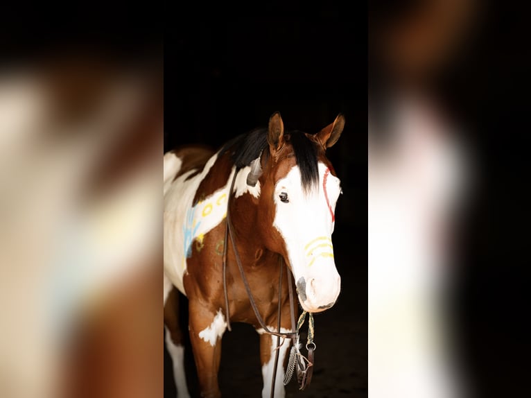 Paint Horse Gelding 6 years 16 hh in Tuscarora, MD