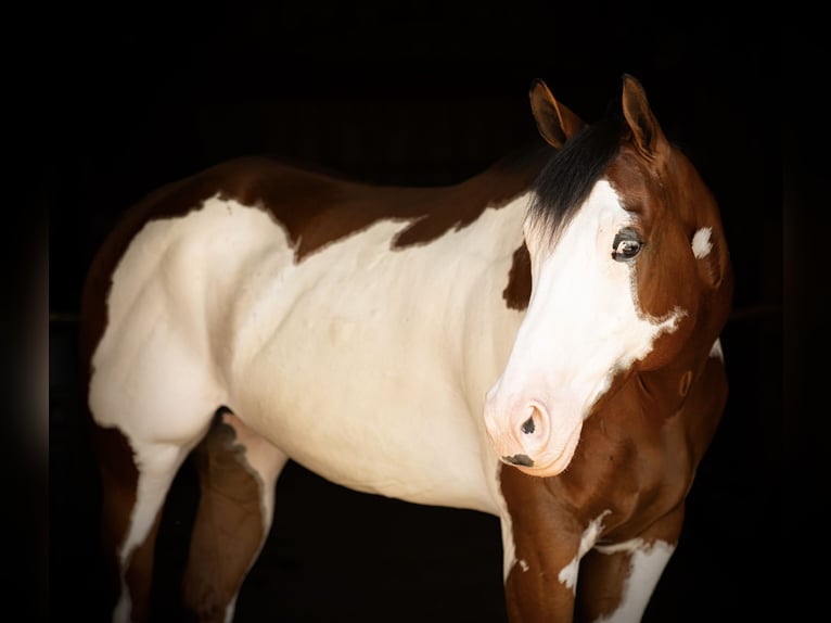 Paint Horse Gelding 6 years 16 hh in Tuscarora, MD