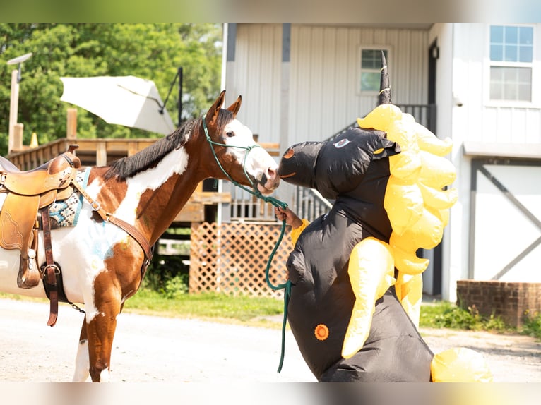 Paint Horse Gelding 6 years 16 hh in Tuscarora, MD