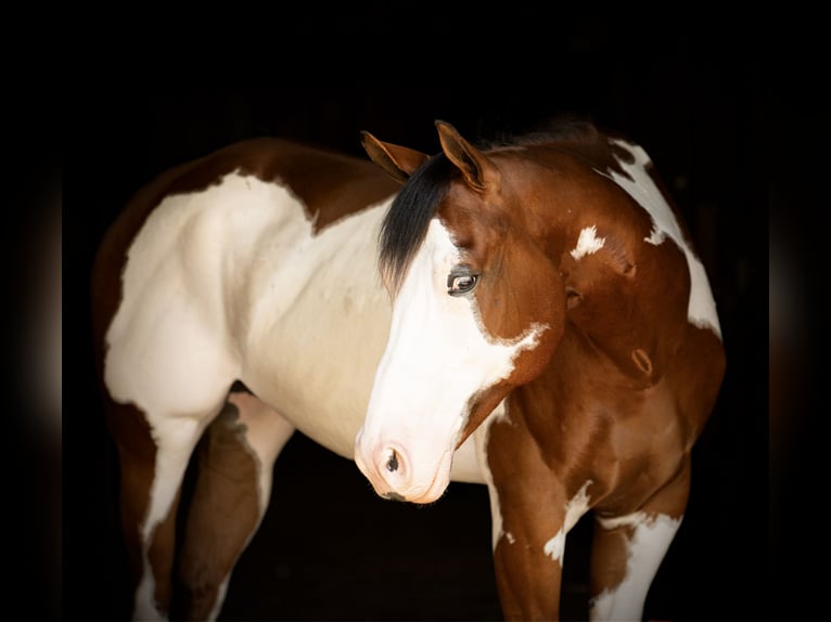 Paint Horse Gelding 6 years 16 hh in Tuscarora, MD