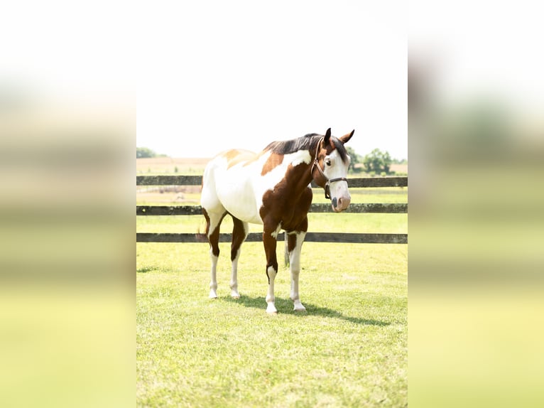 Paint Horse Gelding 6 years 16 hh in Tuscarora, MD