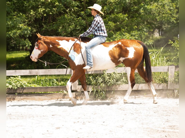 Paint Horse Gelding 6 years 16 hh in Tuscarora, MD