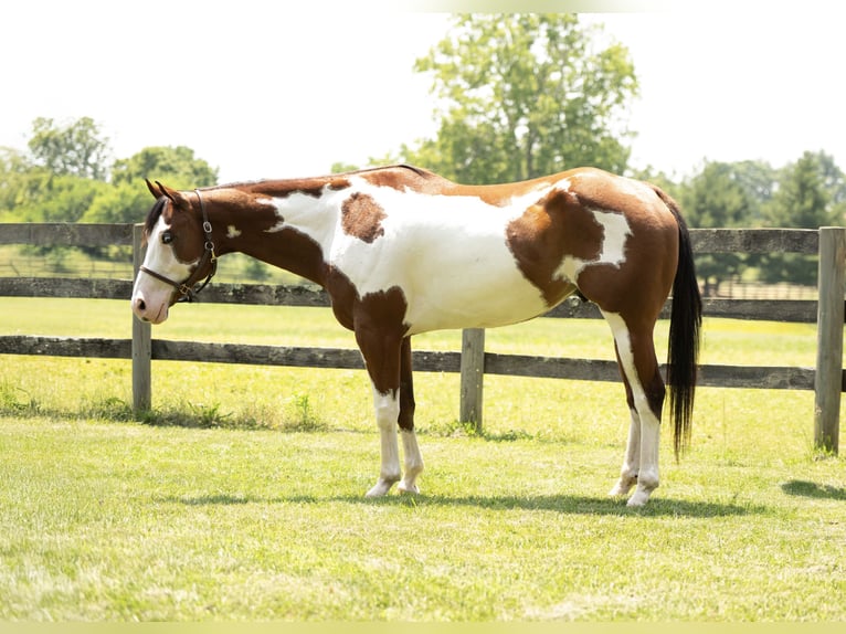 Paint Horse Gelding 6 years 16 hh in Tuscarora, MD