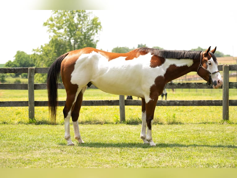 Paint Horse Gelding 6 years 16 hh in Tuscarora, MD