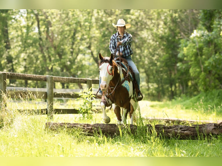Paint Horse Gelding 6 years 16 hh in Tuscarora, MD