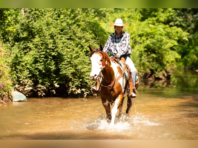 Paint Horse Gelding 6 years 16 hh in Tuscarora, MD