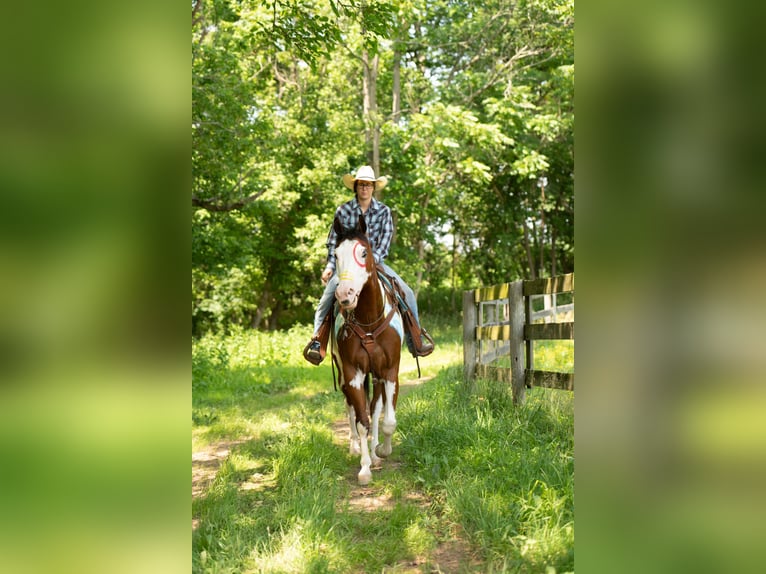 Paint Horse Gelding 6 years 16 hh in Tuscarora, MD
