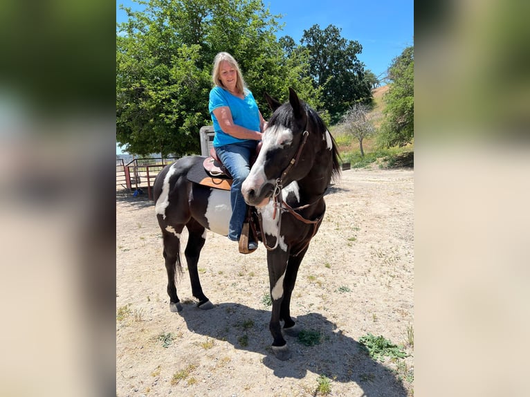 Paint Horse Gelding 6 years Black in Sonora