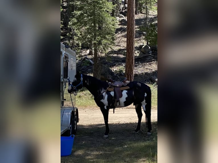 Paint Horse Gelding 6 years Black in Sonora